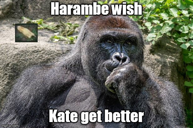 Harambe Pondering | Harambe wish; Kate get better | image tagged in harambe pondering | made w/ Imgflip meme maker