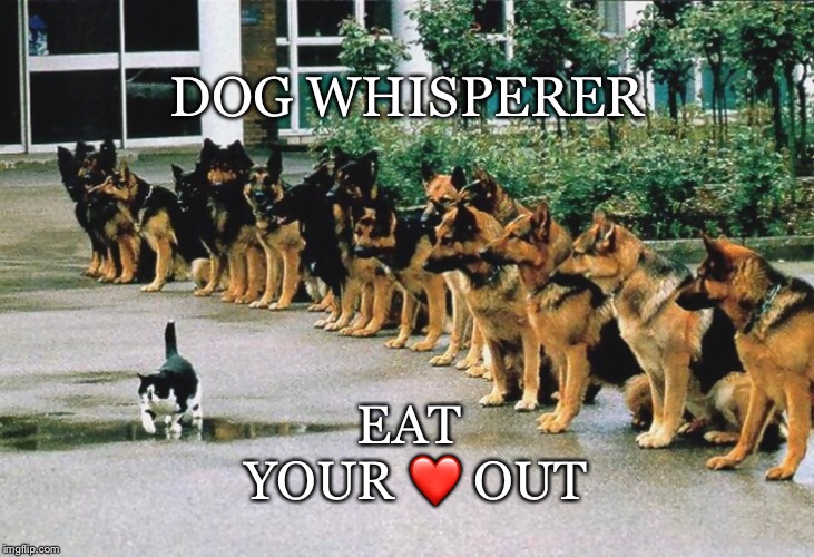 Feast Your Eyes On This | DOG WHISPERER; EAT YOUR ❤️ OUT | image tagged in dog whisperer,police dogs,training,german shepherd,final test,cat | made w/ Imgflip meme maker