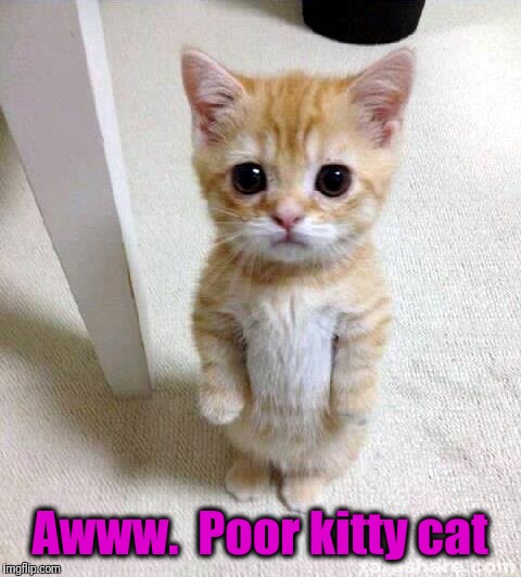 Cute Cat Meme | Awww.  Poor kitty cat | image tagged in memes,cute cat | made w/ Imgflip meme maker