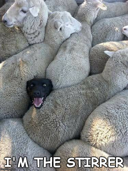 tending dog | I'M THE STIRRER | image tagged in memes,funny,sheepdog | made w/ Imgflip meme maker