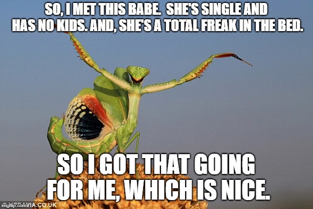 One night stand takes on a whole different meaning in the mantis world. | SO, I MET THIS BABE.  SHE'S SINGLE AND HAS NO KIDS. AND, SHE'S A TOTAL FREAK IN THE BED. SO I GOT THAT GOING FOR ME, WHICH IS NICE. | image tagged in funny memes,so i got that goin for me which is nice | made w/ Imgflip meme maker