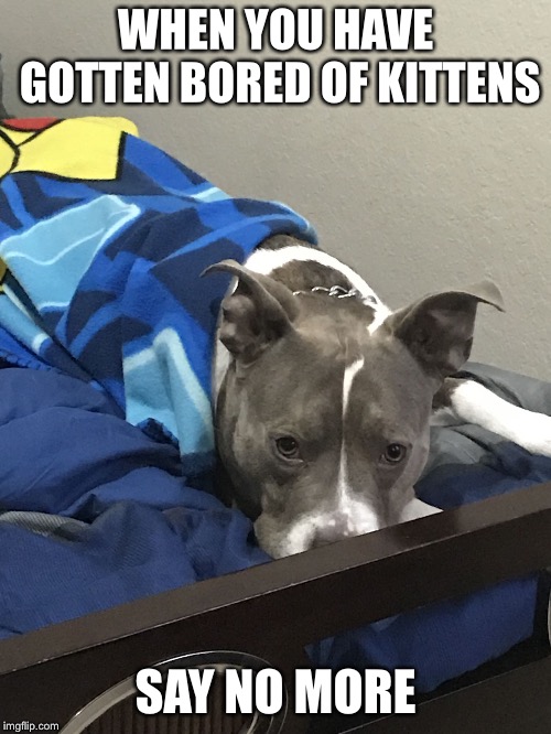 WHEN YOU HAVE GOTTEN BORED OF KITTENS; SAY NO MORE | image tagged in poncho puppeh | made w/ Imgflip meme maker