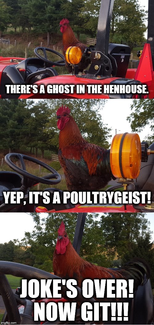 Tractor Rooster | THERE'S A GHOST IN THE HENHOUSE. YEP, IT'S A POULTRYGEIST! JOKE'S OVER!  NOW GIT!!! | image tagged in memes,poultrygeist,tractor rooster | made w/ Imgflip meme maker