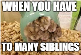 WHEN YOU HAVE; TO MANY SIBLINGS | image tagged in ham | made w/ Imgflip meme maker