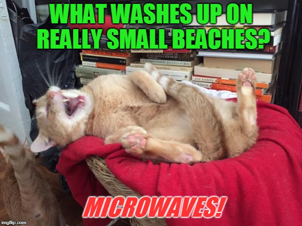 Cat Laughs | WHAT WASHES UP ON REALLY SMALL BEACHES? MICROWAVES! | image tagged in cat laughs | made w/ Imgflip meme maker