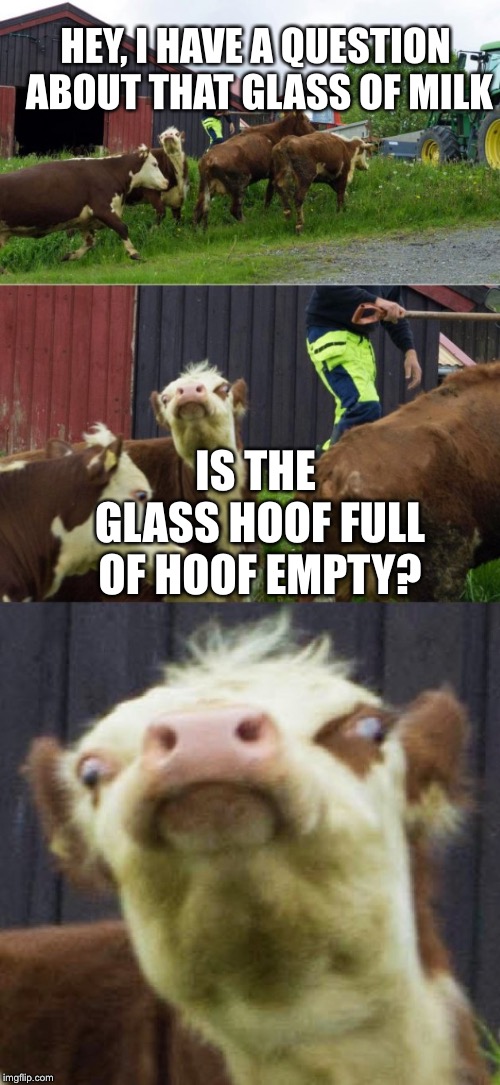 Bad pun cow  | HEY, I HAVE A QUESTION ABOUT THAT GLASS OF MILK; IS THE GLASS HOOF FULL OF HOOF EMPTY? | image tagged in bad pun cow | made w/ Imgflip meme maker
