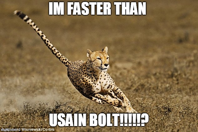 usain cheetah | IM FASTER THAN; USAIN BOLT!!!!!? | image tagged in usain bolt,cheetah,usain cheetah | made w/ Imgflip meme maker