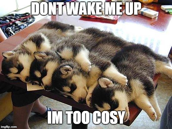 too cosy | DONT WAKE ME UP; IM TOO COSY | image tagged in cosy,furry,bad pun dog,cute,husky,sleep | made w/ Imgflip meme maker