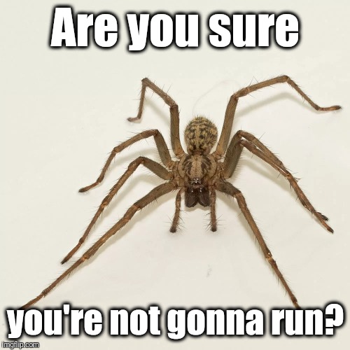 Are you sure you're not gonna run? | made w/ Imgflip meme maker