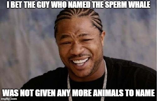 Yo Dawg Heard You Meme | I BET THE GUY WHO NAMED THE SPERM WHALE; WAS NOT GIVEN ANY MORE ANIMALS TO NAME | image tagged in memes,yo dawg heard you | made w/ Imgflip meme maker