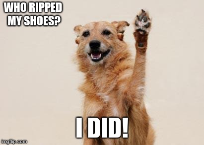 I Did it | WHO RIPPED MY SHOES? I DID! | image tagged in i did it | made w/ Imgflip meme maker
