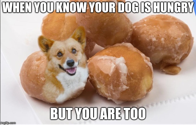 WHEN YOU KNOW YOUR DOG IS HUNGRY; BUT YOU ARE TOO | image tagged in bad pun dog | made w/ Imgflip meme maker