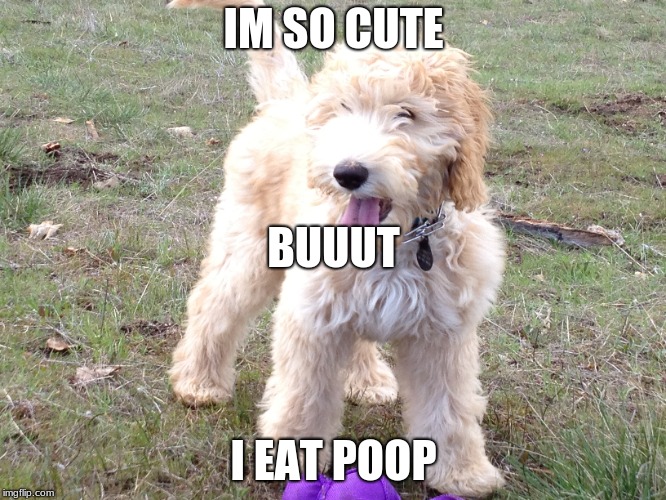 ew | IM SO CUTE; BUUUT; I EAT POOP | image tagged in cute dog,cute puppy,puppy,dog,cute | made w/ Imgflip meme maker