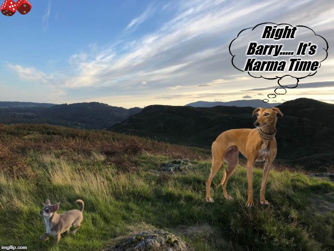 Right  Barry.....
It's Karma Time | image tagged in dog | made w/ Imgflip meme maker
