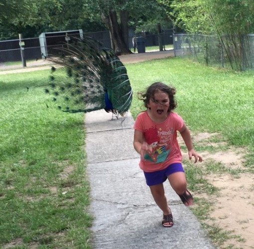 Peacock chasing girl Blank Meme Template