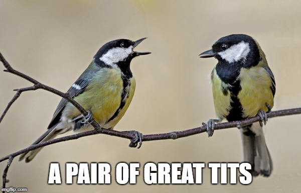 Here's one for the boob guys... | A PAIR OF GREAT TITS | image tagged in big tits,tits,sexy | made w/ Imgflip meme maker