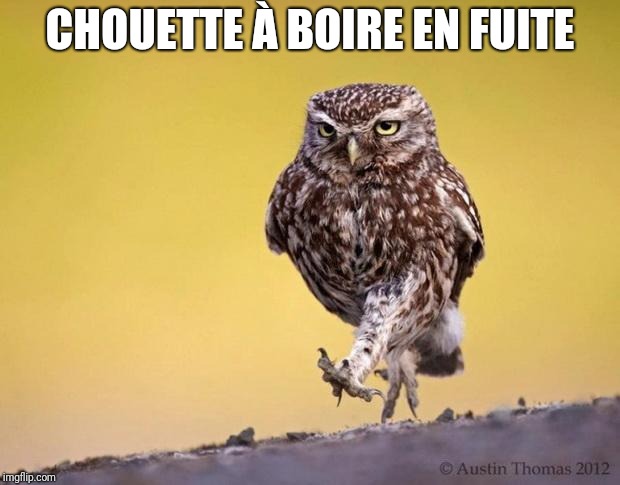 CHOUETTE À BOIRE EN FUITE | image tagged in owl,knowledge | made w/ Imgflip meme maker