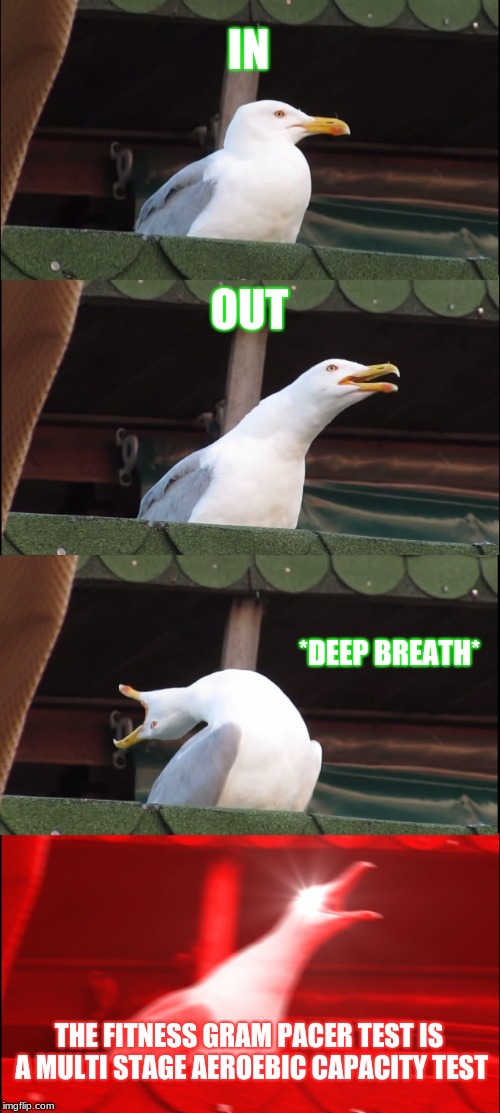 Inhaling Seagull Meme | IN; OUT; *DEEP BREATH*; THE FITNESS GRAM PACER TEST IS A MULTI STAGE AEROEBIC CAPACITY TEST | image tagged in memes,inhaling seagull | made w/ Imgflip meme maker
