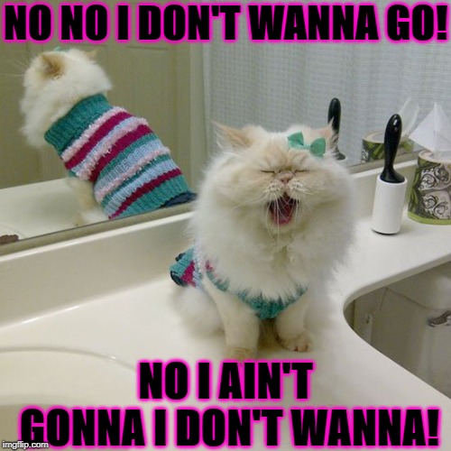 NO NO I DON'T WANNA GO! NO I AIN'T GONNA I DON'T WANNA! | image tagged in tantrum persian | made w/ Imgflip meme maker