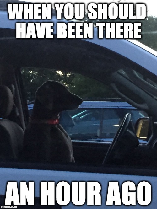 Traffic Dog | WHEN YOU SHOULD HAVE BEEN THERE; AN HOUR AGO | image tagged in traffic dog | made w/ Imgflip meme maker