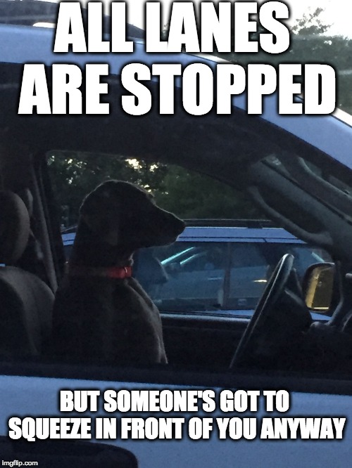 Traffic Dog | ALL LANES ARE STOPPED; BUT SOMEONE'S GOT TO SQUEEZE IN FRONT OF YOU ANYWAY | image tagged in traffic dog | made w/ Imgflip meme maker