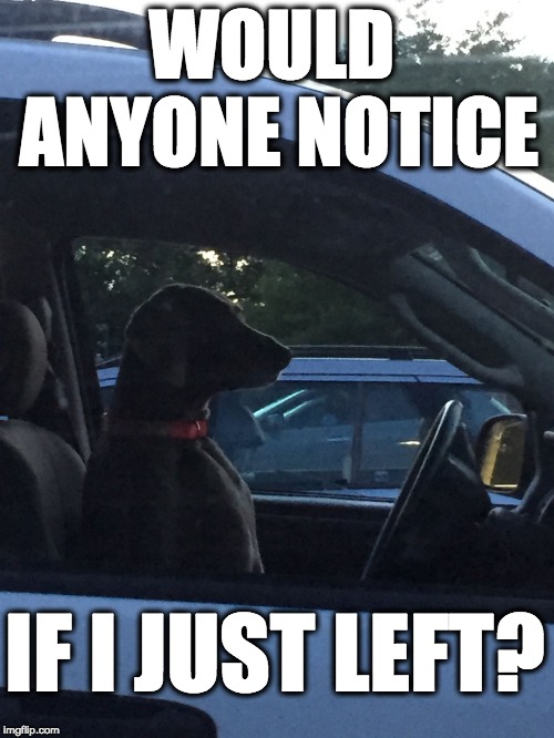 Traffic Dog | WOULD ANYONE NOTICE; IF I JUST LEFT? | image tagged in traffic dog | made w/ Imgflip meme maker