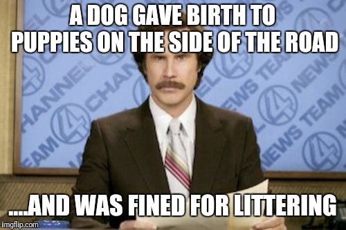 Ron Burgundy |  A DOG GAVE BIRTH TO PUPPIES ON THE SIDE OF THE ROAD; ....AND WAS FINED FOR LITTERING | image tagged in memes,ron burgundy | made w/ Imgflip meme maker