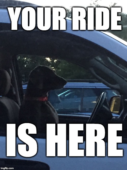 Traffic Dog | YOUR RIDE; IS HERE | image tagged in traffic dog | made w/ Imgflip meme maker