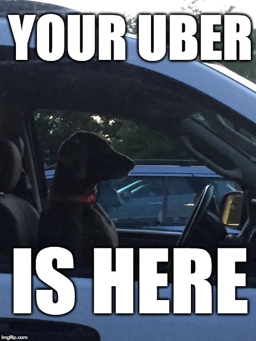 Traffic Dog | YOUR UBER; IS HERE | image tagged in traffic dog | made w/ Imgflip meme maker