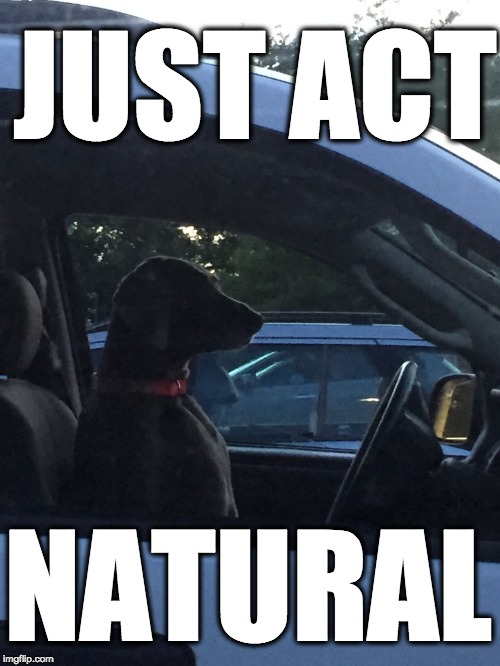 Traffic Dog | JUST ACT; NATURAL | image tagged in traffic dog | made w/ Imgflip meme maker