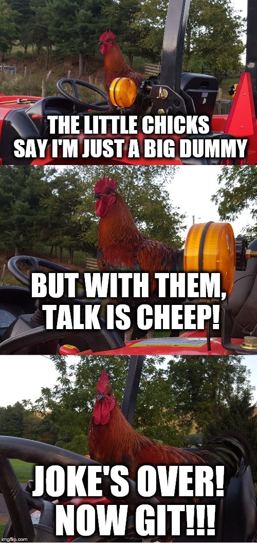 Tractor Rooster | THE LITTLE CHICKS SAY I'M JUST A BIG DUMMY; BUT WITH THEM, TALK IS CHEEP! JOKE'S OVER!  NOW GIT!!! | image tagged in memes,tractor rooster,chicks,talk is cheep | made w/ Imgflip meme maker