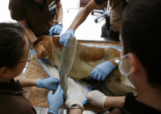 Nosacz OIOM 2 Blank Meme Template