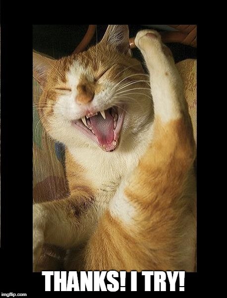 Laughing Cat | THANKS! I TRY! | image tagged in laughing cat | made w/ Imgflip meme maker