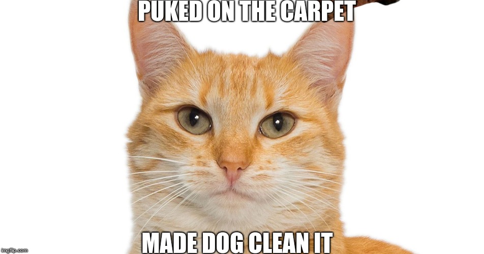 devious cat | PUKED ON THE CARPET; MADE DOG CLEAN IT | image tagged in devious cat | made w/ Imgflip meme maker