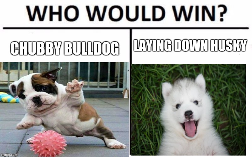 The fight of the lifetime to please you | LAYING DOWN HUSKY; CHUBBY BULLDOG | image tagged in memes,who would win,puppies | made w/ Imgflip meme maker