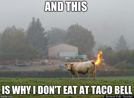AND THIS; IS WHY I DON'T EAT AT TACO BELL | image tagged in andreas wilder | made w/ Imgflip meme maker
