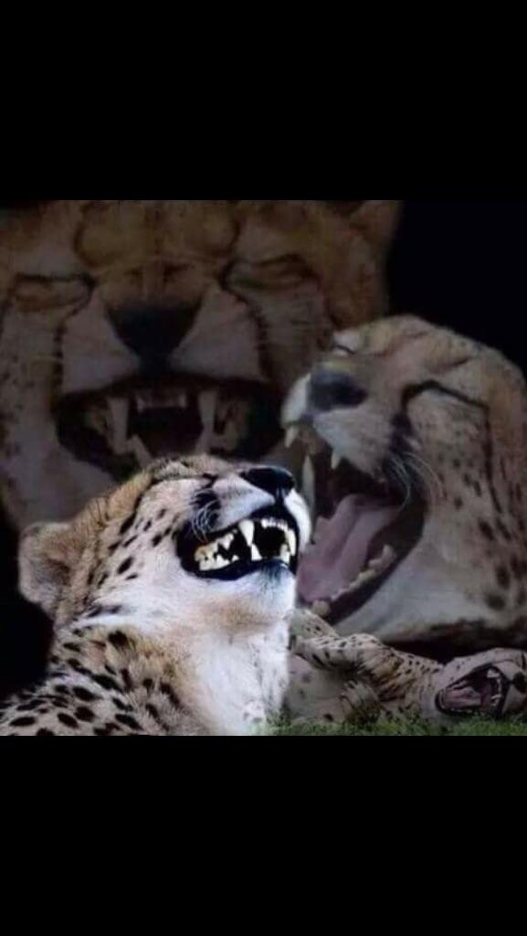 Laughing cheetah  Blank Meme Template