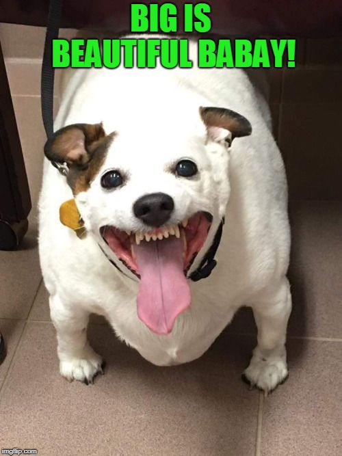 fat dog | BIG IS BEAUTIFUL BABAY! | image tagged in fat dog | made w/ Imgflip meme maker