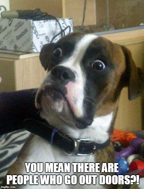 Blankie the Shocked Dog | YOU MEAN THERE ARE PEOPLE WHO GO OUT DOORS?! | image tagged in blankie the shocked dog | made w/ Imgflip meme maker