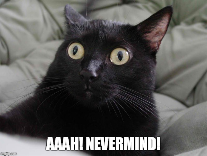 startled cat | AAAH! NEVERMIND! | image tagged in startled cat | made w/ Imgflip meme maker