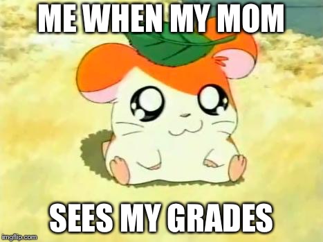 Hamtaro Meme | ME WHEN MY MOM; SEES MY GRADES | image tagged in memes,hamtaro | made w/ Imgflip meme maker
