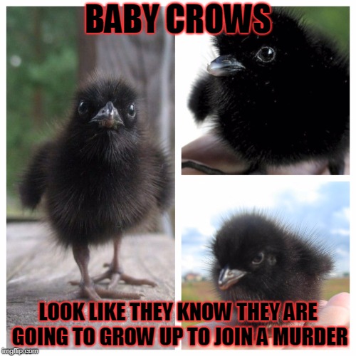 Cute Baby Crows (yes, I know that these aren't really baby crows.) | BABY CROWS; LOOK LIKE THEY KNOW THEY ARE GOING TO GROW UP TO JOIN A MURDER | image tagged in crow | made w/ Imgflip meme maker