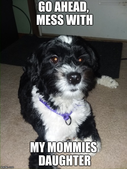 Don't mess with mom | GO AHEAD, MESS WITH; MY MOMMIES DAUGHTER | image tagged in dogs,mean,does your dog bite | made w/ Imgflip meme maker