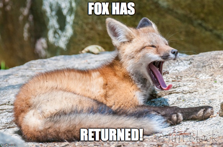 I've been really dead... | FOX HAS; RETURNED! | image tagged in fox,gingkathfox | made w/ Imgflip meme maker