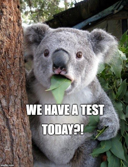 Suprised Koala | TODAY?! WE HAVE A TEST | image tagged in suprised koala | made w/ Imgflip meme maker