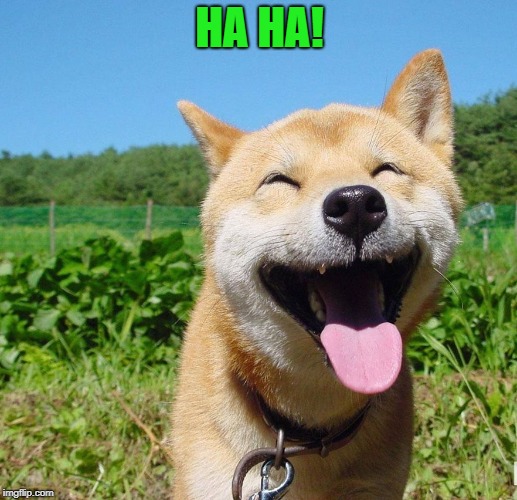 Happy Dog | HA HA! | image tagged in happy dog | made w/ Imgflip meme maker