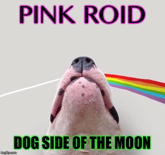Pink what? | PINK ROID; DOG SIDE OF THE MOON | image tagged in funny dog memes,pink floyd,why not,funny memes | made w/ Imgflip meme maker