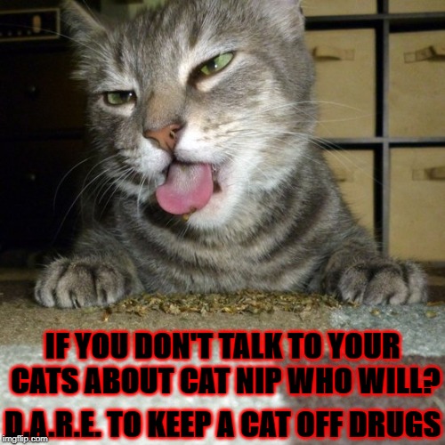 IF YOU DON'T TALK TO YOUR CATS ABOUT CAT NIP WHO WILL? D.A.R.E. TO KEEP A CAT OFF DRUGS | image tagged in cat nip addict | made w/ Imgflip meme maker