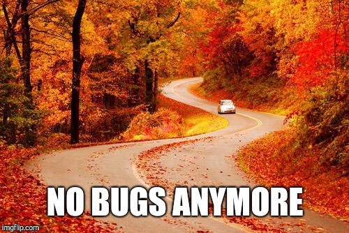 Autumn road | NO BUGS ANYMORE | image tagged in autumn road | made w/ Imgflip meme maker