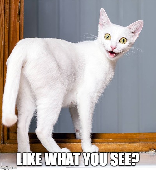 Like what you see? | LIKE WHAT YOU SEE? | image tagged in funny cats,like what you see,funny cat behinds | made w/ Imgflip meme maker